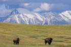 Bison with Mission Mountain background at the National Bison Range in Moiese, Montana, USA. Art Print